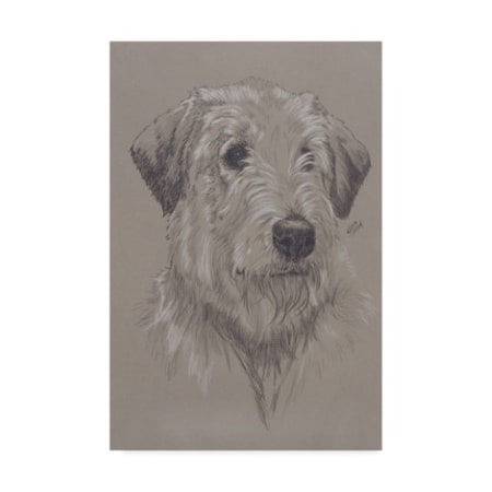 Barbara Keith 'Irish Wolfhound Illustration' Canvas Art,16x24